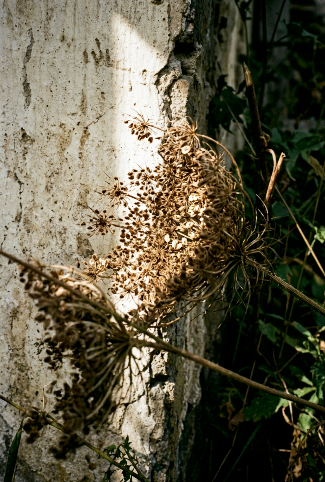 Dried wildflower seed heads against a birch tree trunk