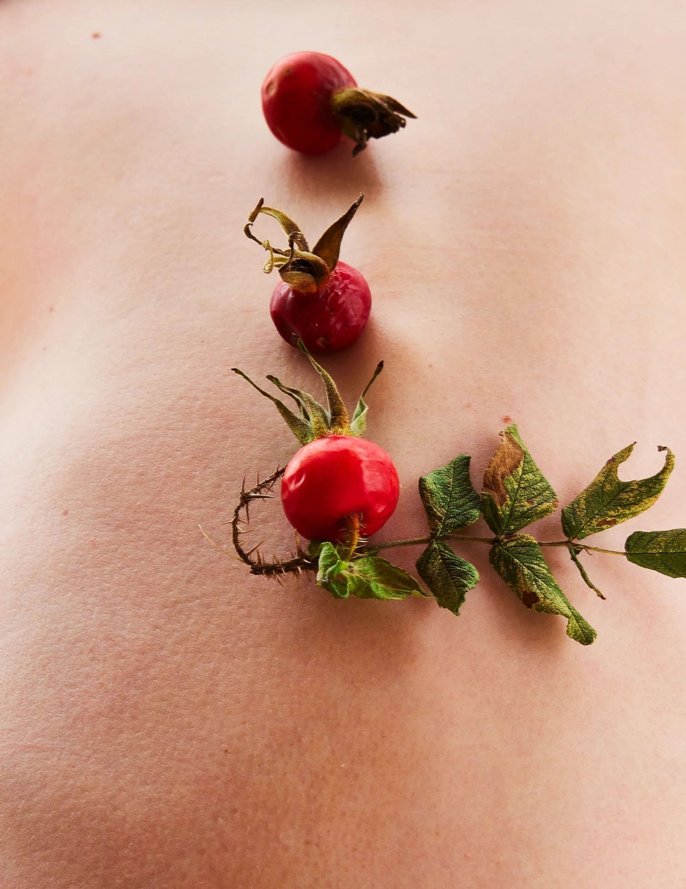 Photo of rosehip flower 
