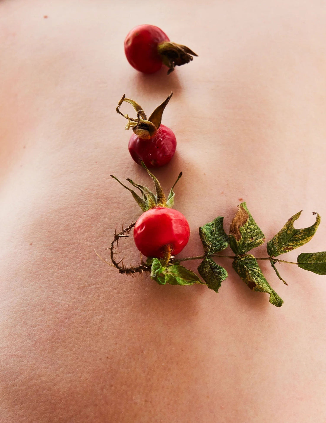 Sprig of rosehips resting on bare skin
