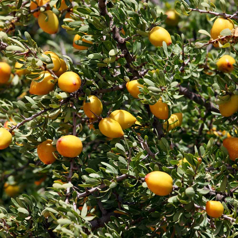 Tree branches heavy with small yellow fruit