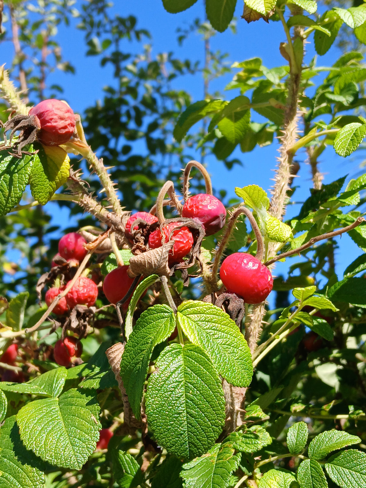 Bright red rosehips among green leaves outside the Baby le Bébé shop in the Catskills.