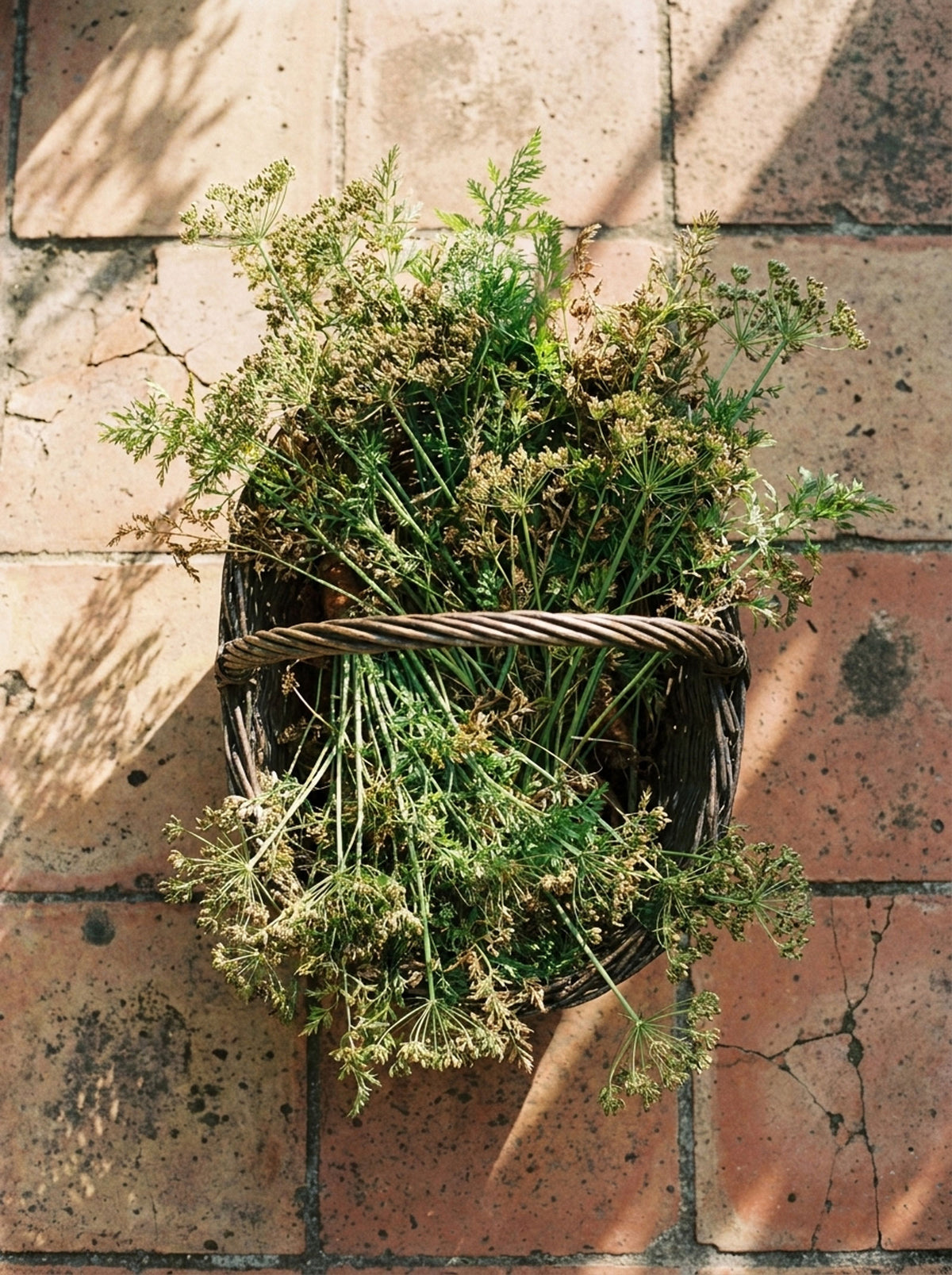 Carrot seed in a basket after harvest