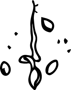 Illustration of Carrot Seed Oil