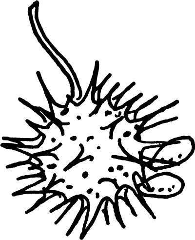 Illustration of Castor Oil