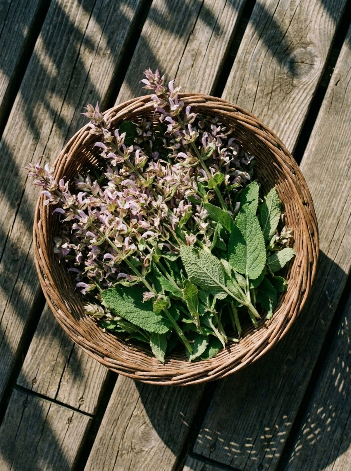 Clary sage in a basket after harvest