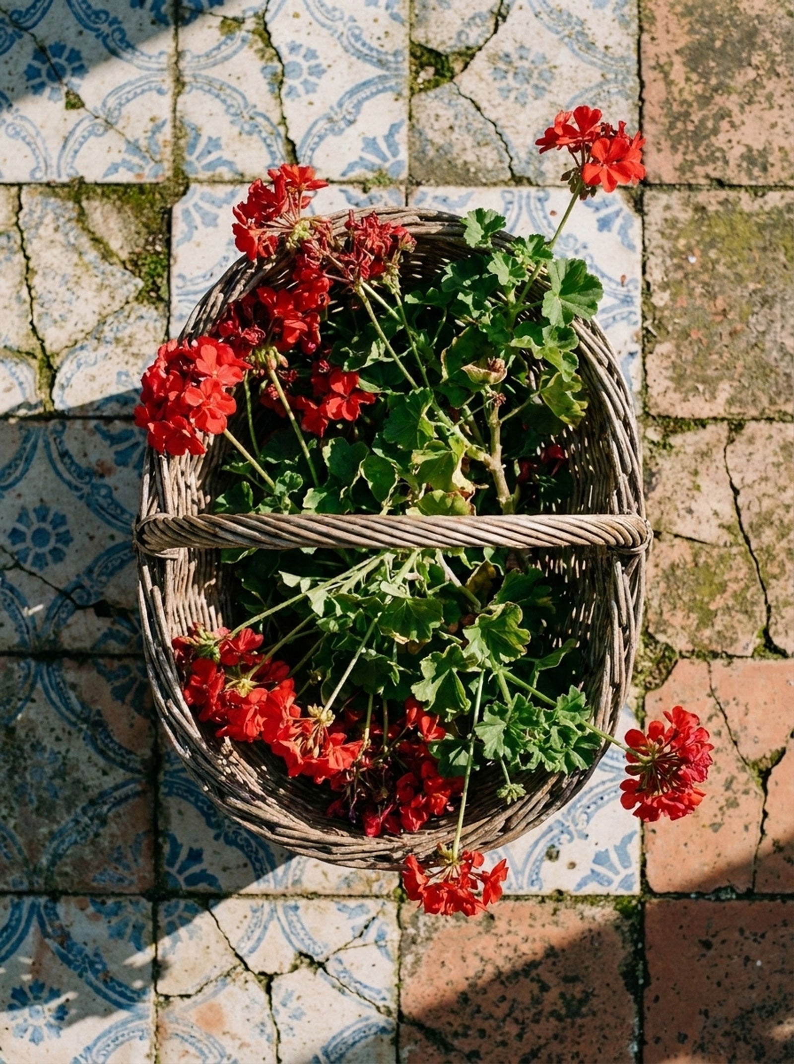 Geranium in a basket after harvest