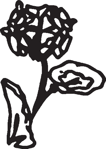 Illustration of Geranium Oil