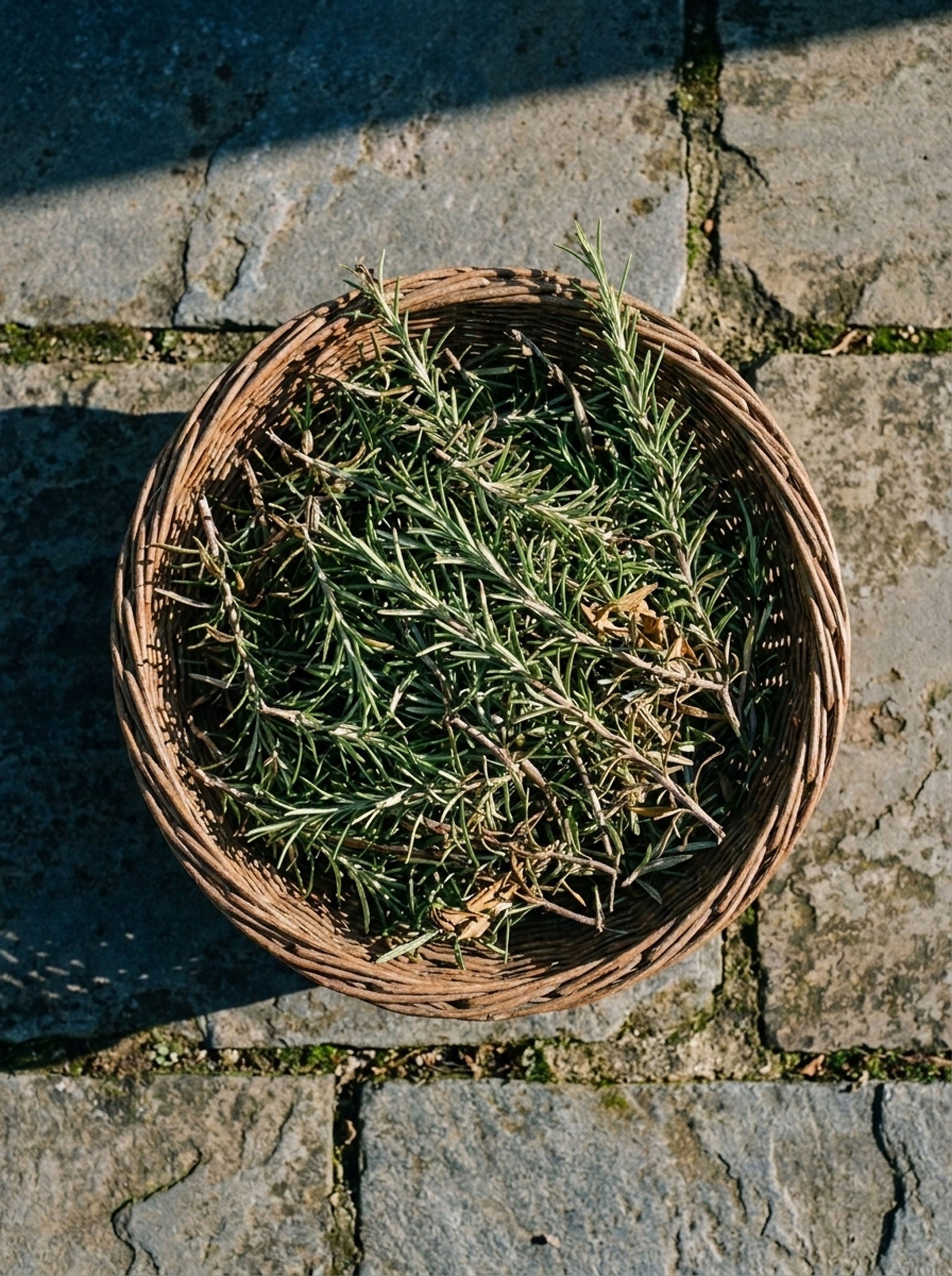 Rosemary in a basket after harvest