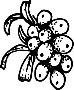 Illustration of Sea Buckthorn Oil